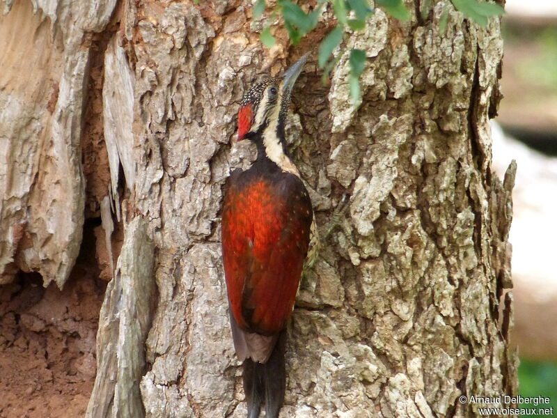 Red-backed Flameback