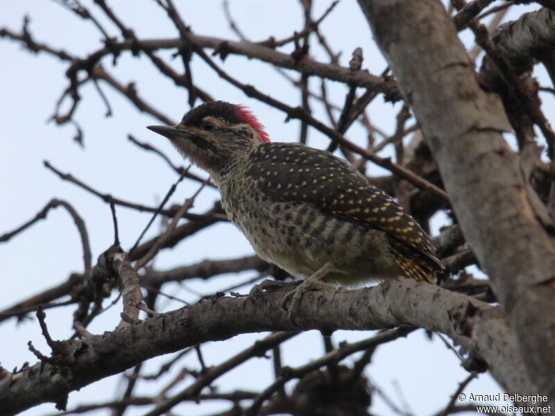 Nubian Woodpecker female