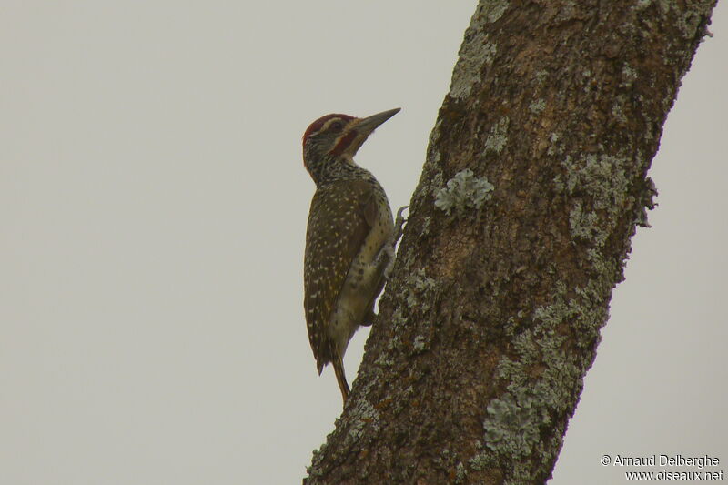 Nubian Woodpecker male