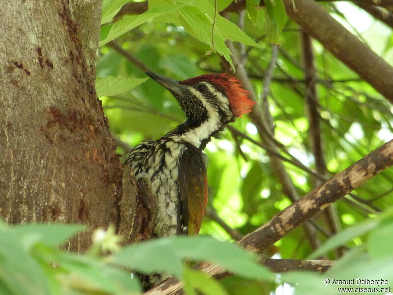 Black-rumped Flameback