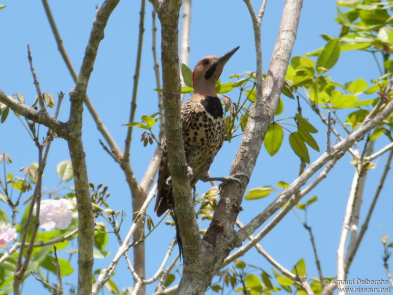 Northern Flicker