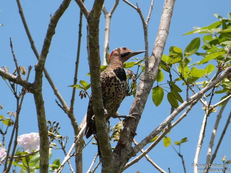 Northern Flicker