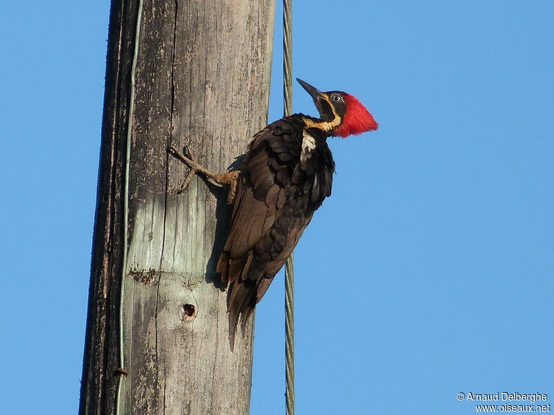 Lineated Woodpecker