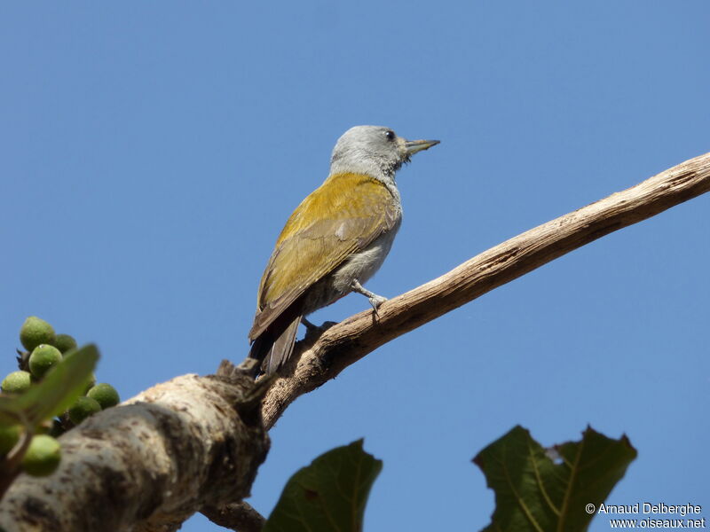 Eastern Grey Woodpecker