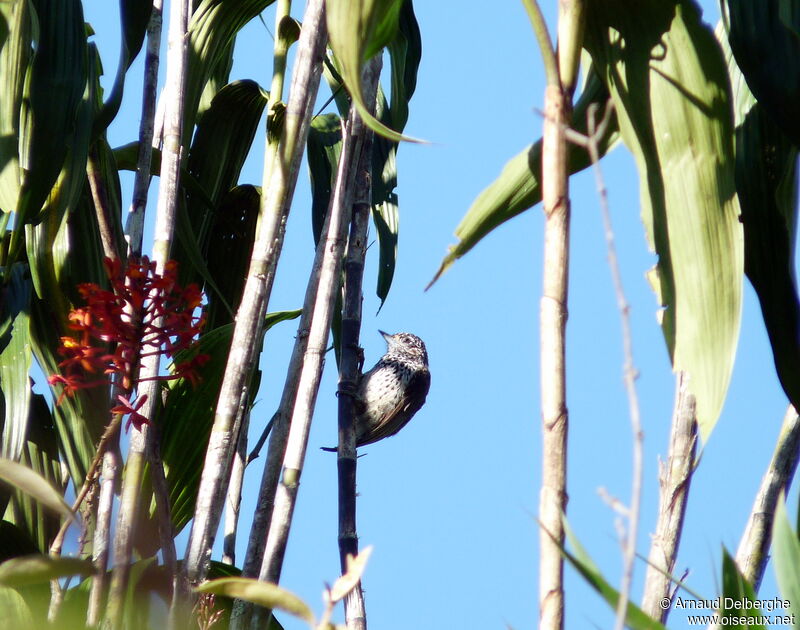 Ocellated Piculet