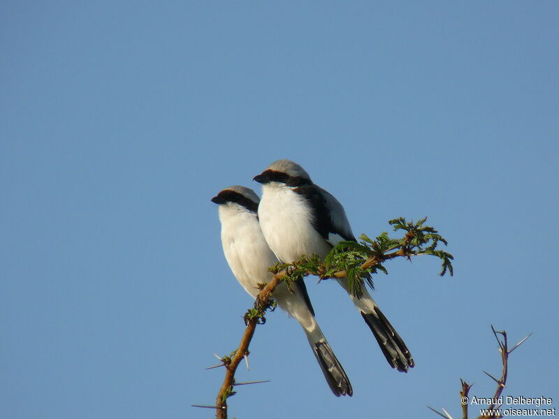 Grey-backed Fiscal