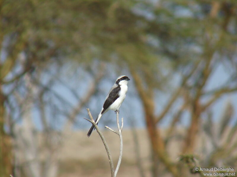 Grey-backed Fiscal