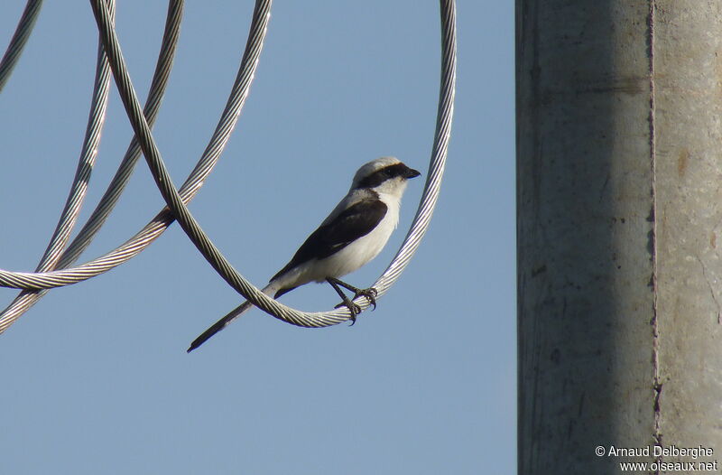 Grey-backed Fiscal