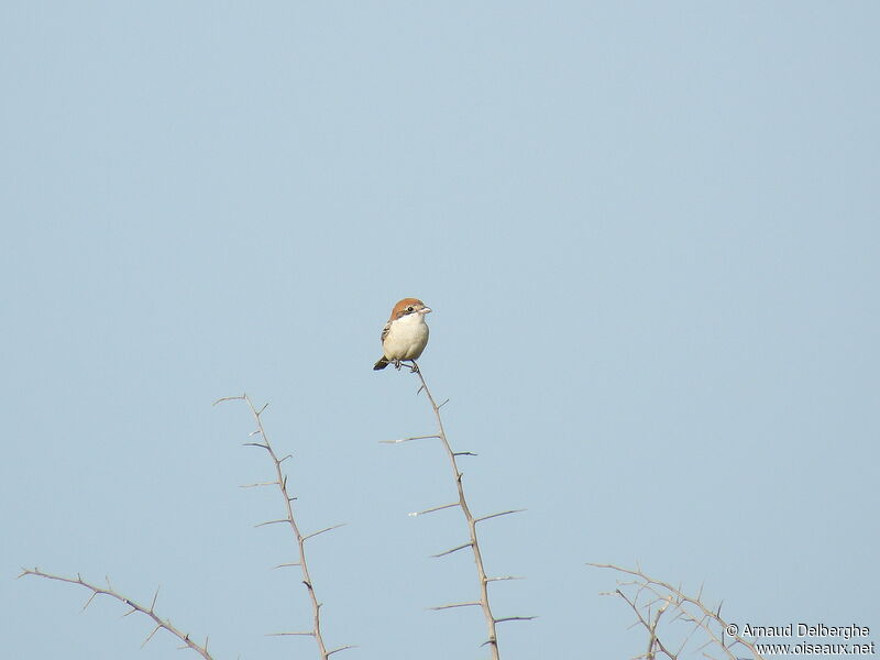 Woodchat Shrike