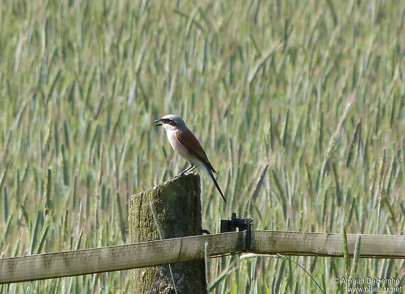 Red-backed Shrike