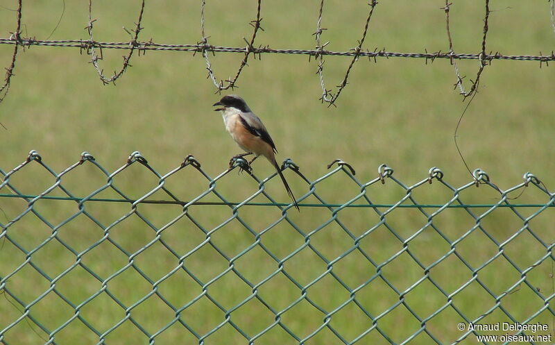 Long-tailed Shrike