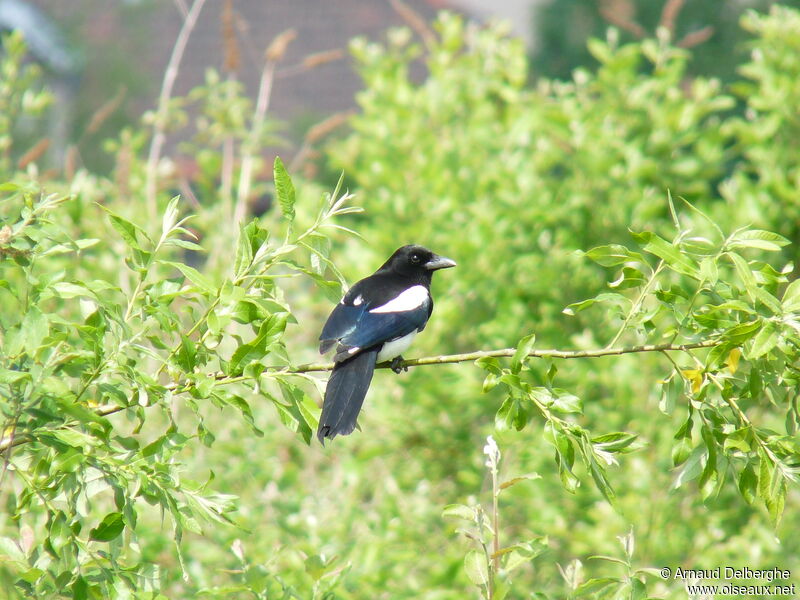 Eurasian Magpie