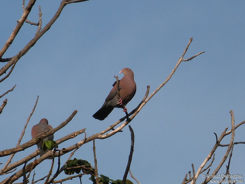 Pigeon à bec rouge