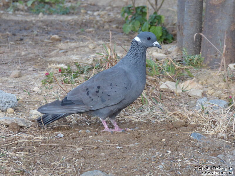 Pigeon à collier blanc