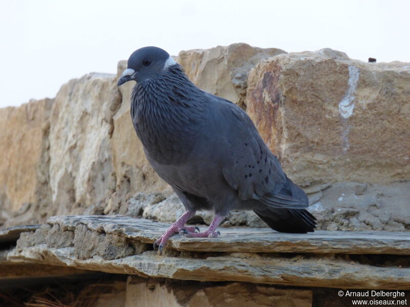 White-collared Pigeon