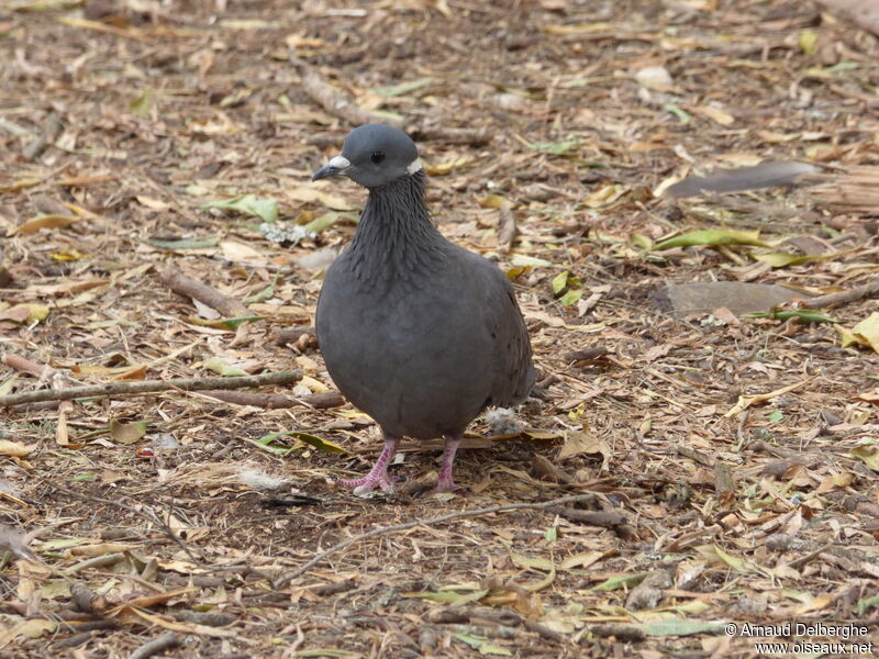 White-collared Pigeon