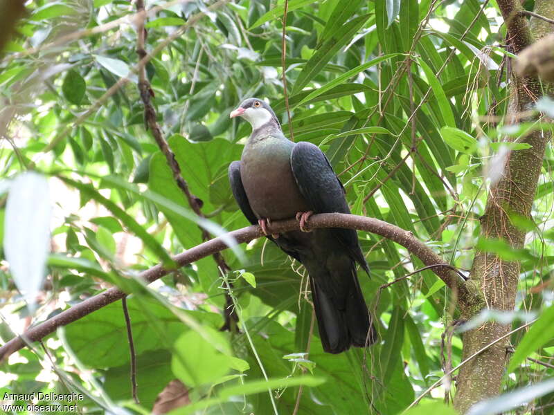 Pigeon à gorge blancheadulte