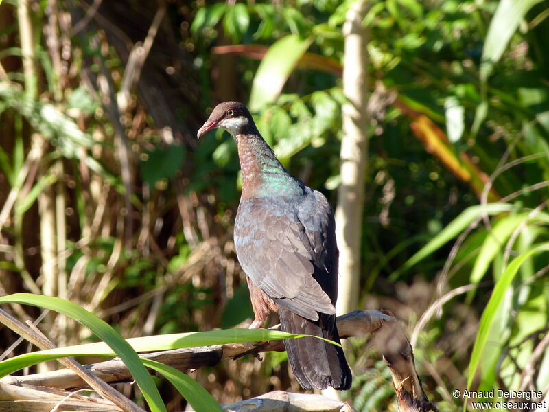 Metallic Pigeon