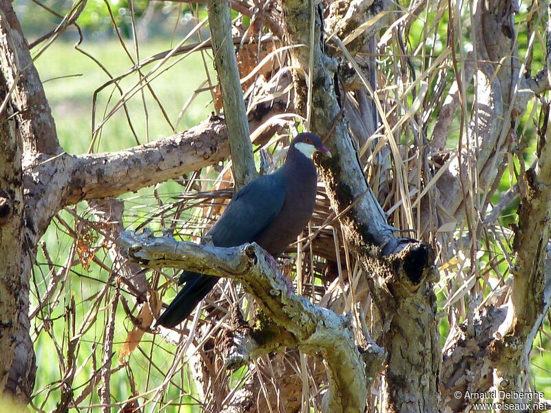 Pigeon à gorge blanche