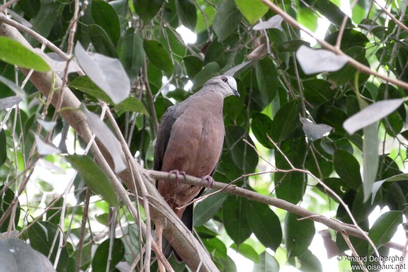 Pigeon à masque blanc