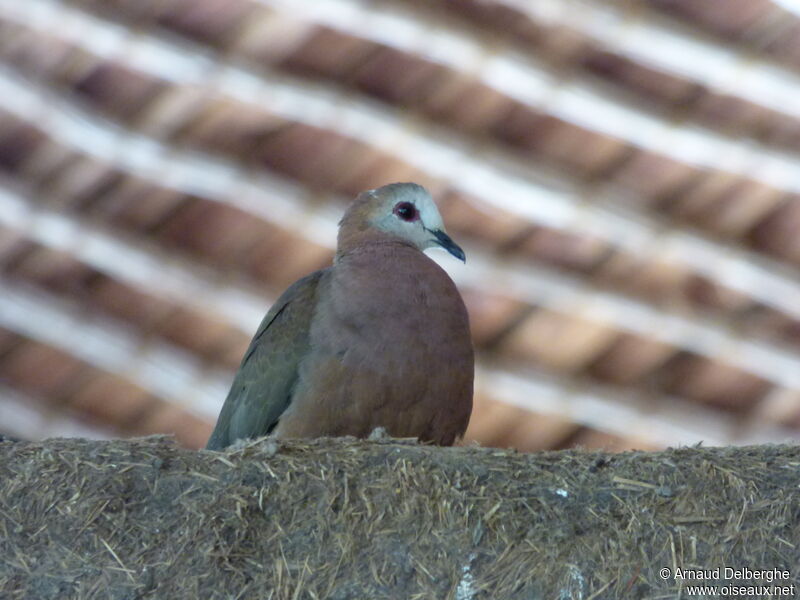 Lemon Dove