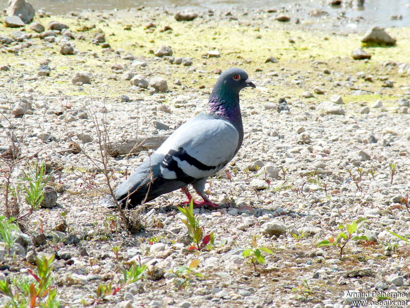 Pigeon biset