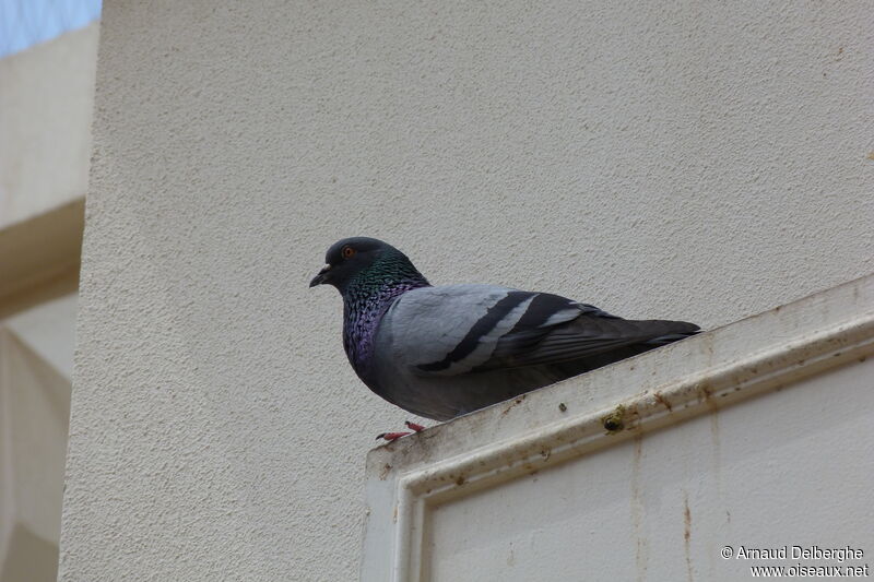 Rock Dove