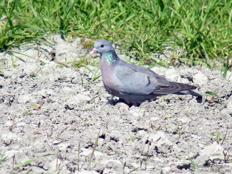 Pigeon colombin