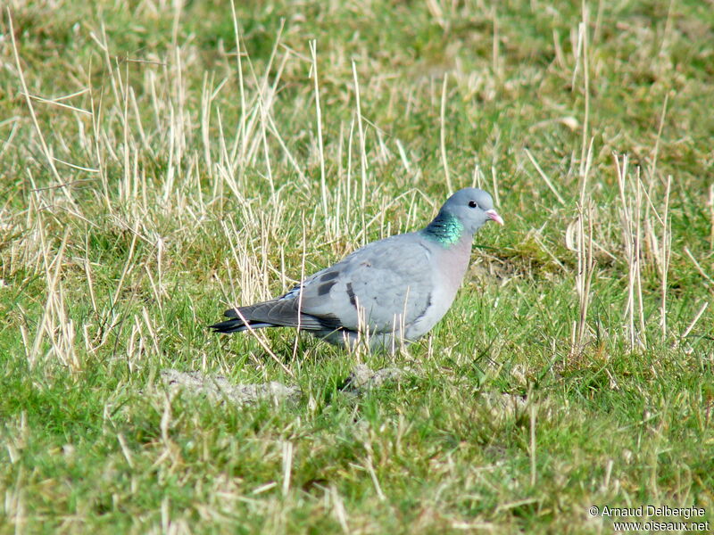 Pigeon colombin