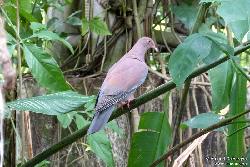 Pigeon du Pérou