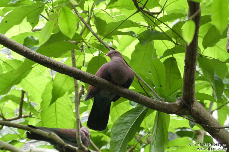 Pigeon du Pérou