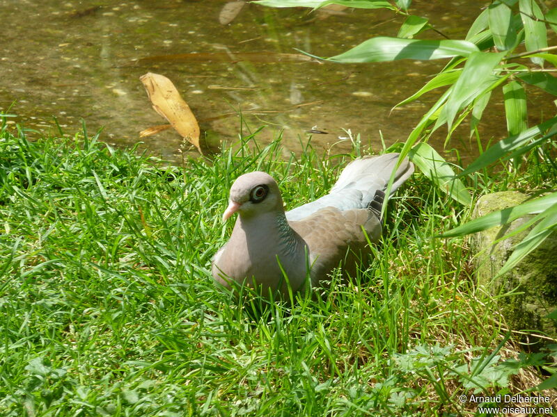 Pigeon jounud