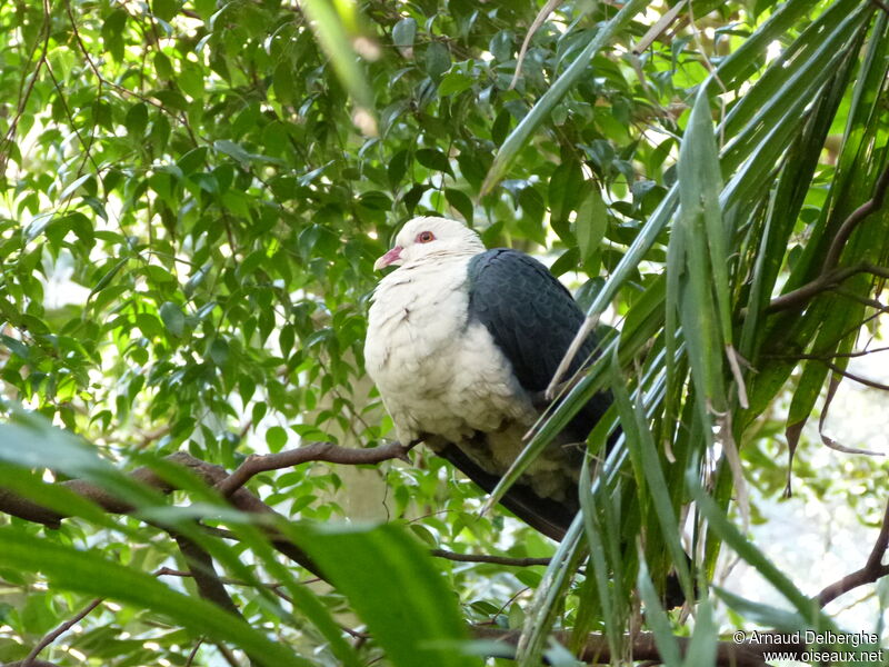 White-headed Pigeon