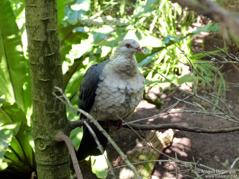 White-headed Pigeon