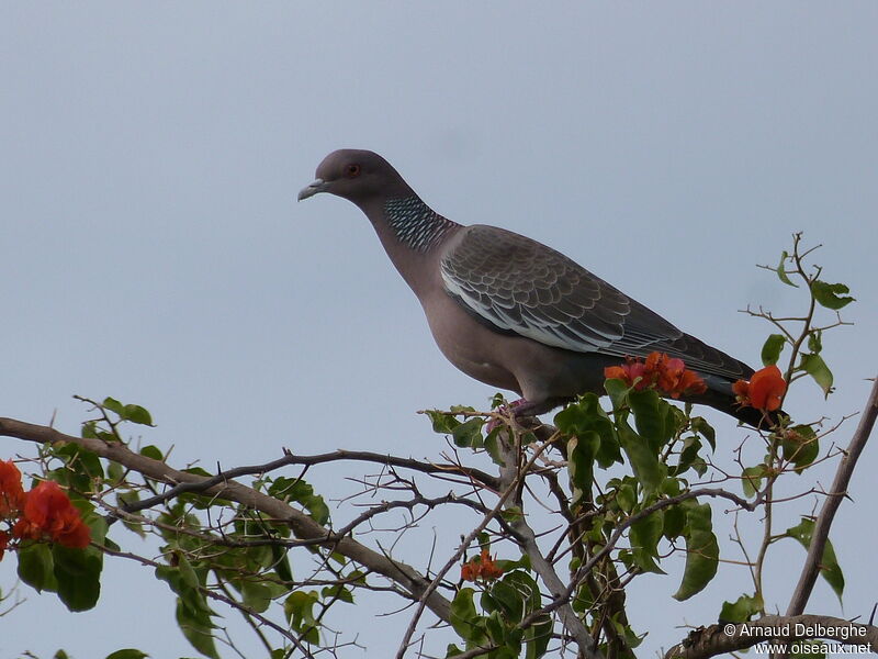 Picazuro Pigeon