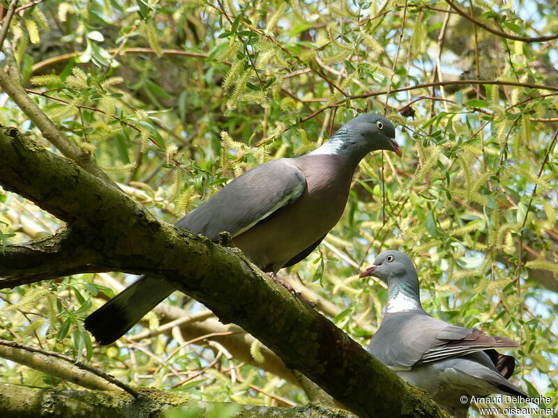 Common Wood Pigeon