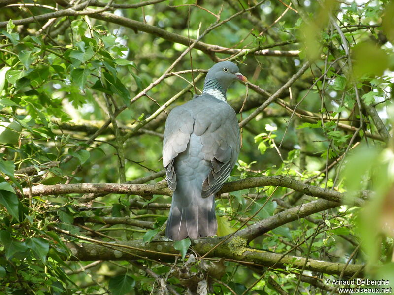 Common Wood Pigeon