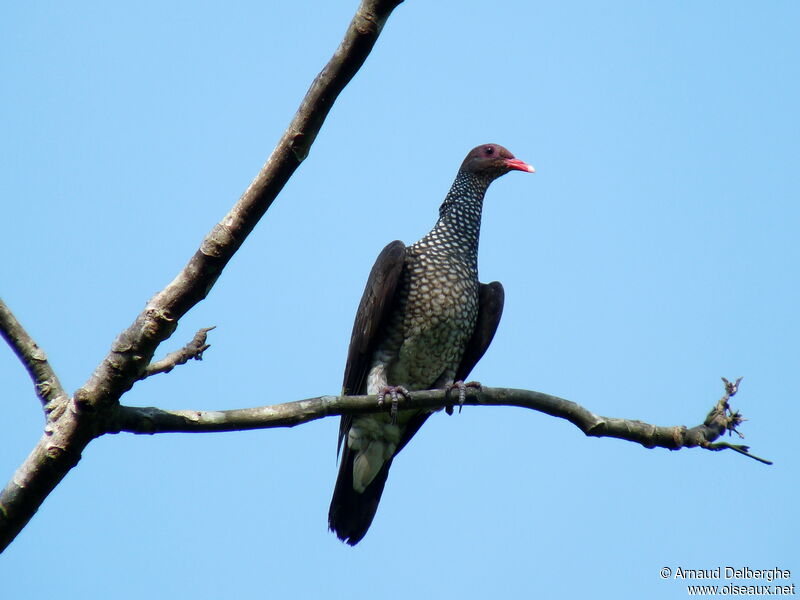 Scaled Pigeon