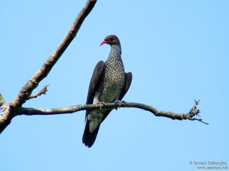 Scaled Pigeon