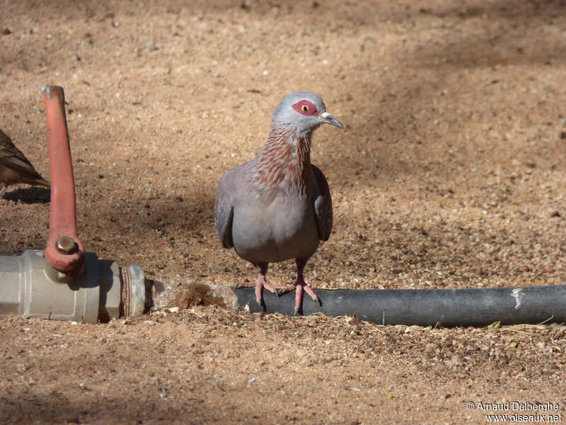 Speckled Pigeon