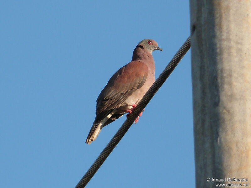 Pigeon rousset