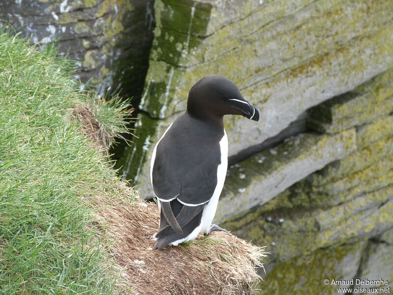 Razorbill