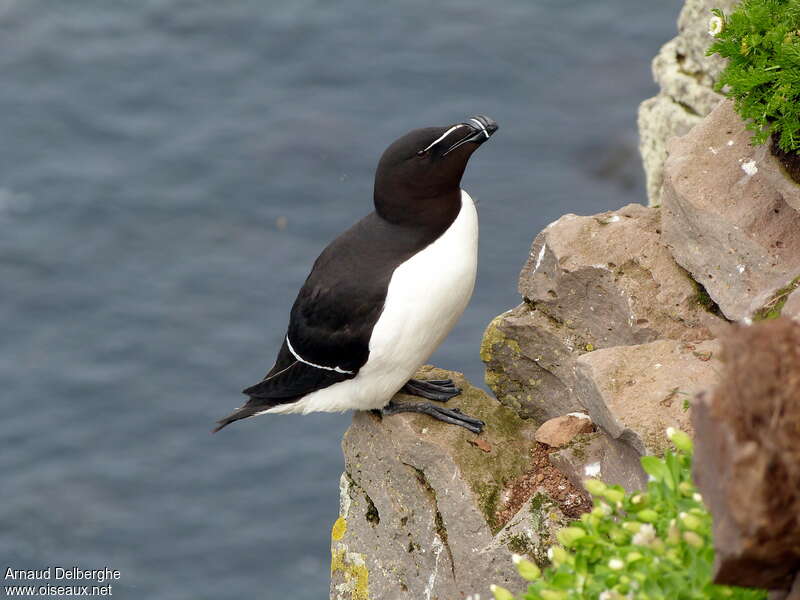 Pingouin tordaadulte nuptial, habitat