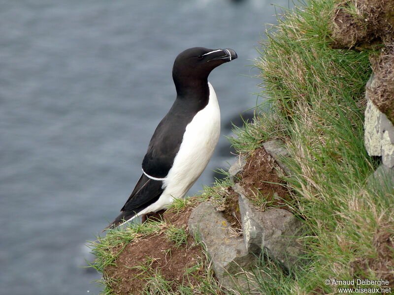 Pingouin torda