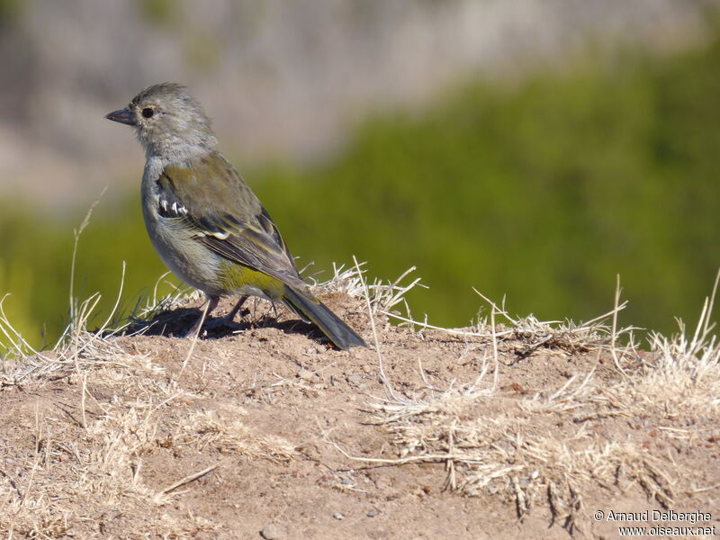 Eurasian Chaffinch