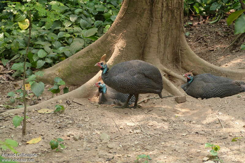 Helmeted Guineafowladult, Behaviour