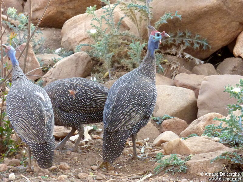 Helmeted Guineafowl