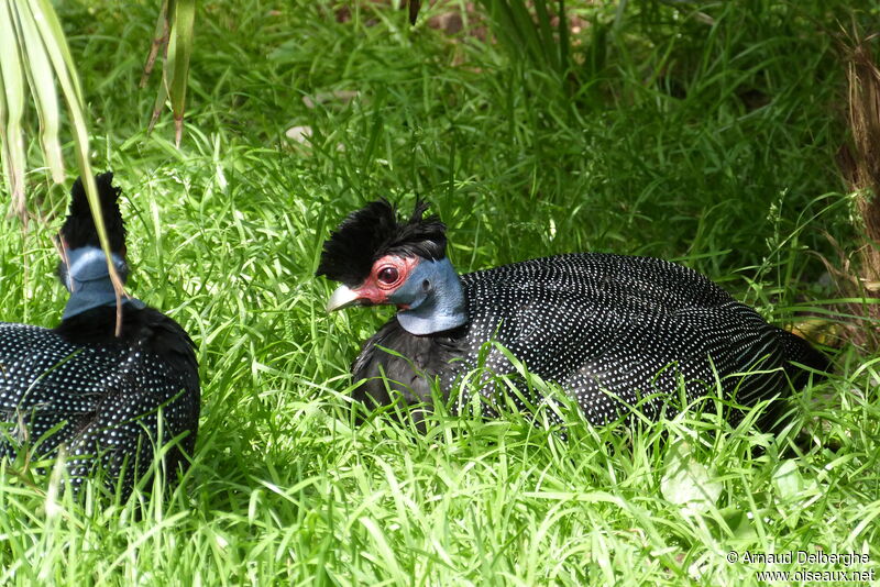 Eastern Crested Guineafowl