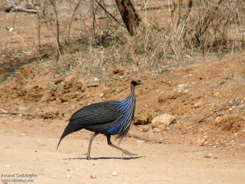 Vulturine Guineafowladult