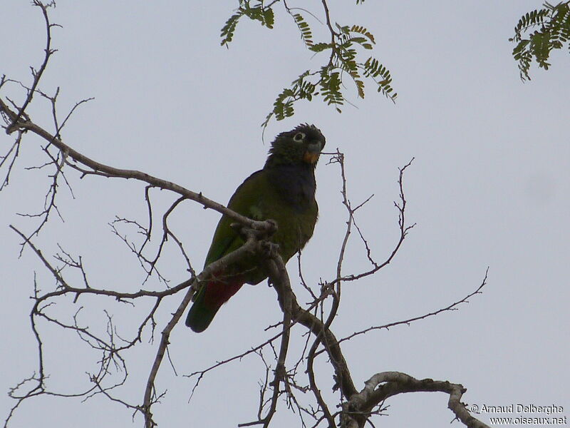 Scaly-headed Parrot